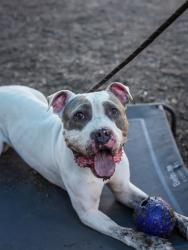 Shelter Stray Male Dog last seen Near EVANS MILL DRIVE Lithonia, 30058, 30058, GA, 3280 Chamblee Dunwoody Rd, Chamblee, GA 30341, USA