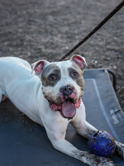 Shelter Stray Male Dog last seen Near EVANS MILL DRIVE Lithonia, 30058, 30058, GA, 3280 Chamblee Dunwoody Rd, Chamblee, GA 30341, USA