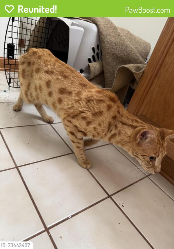 Reunited Male Cat last seen Stonebridge and Wingate dr, Mundelein, IL 60060