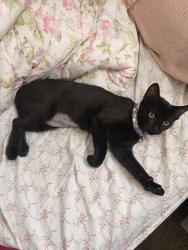Lost Female Cat last seen Near San Jose Ave South Gate CA, South Gate, CA 90280