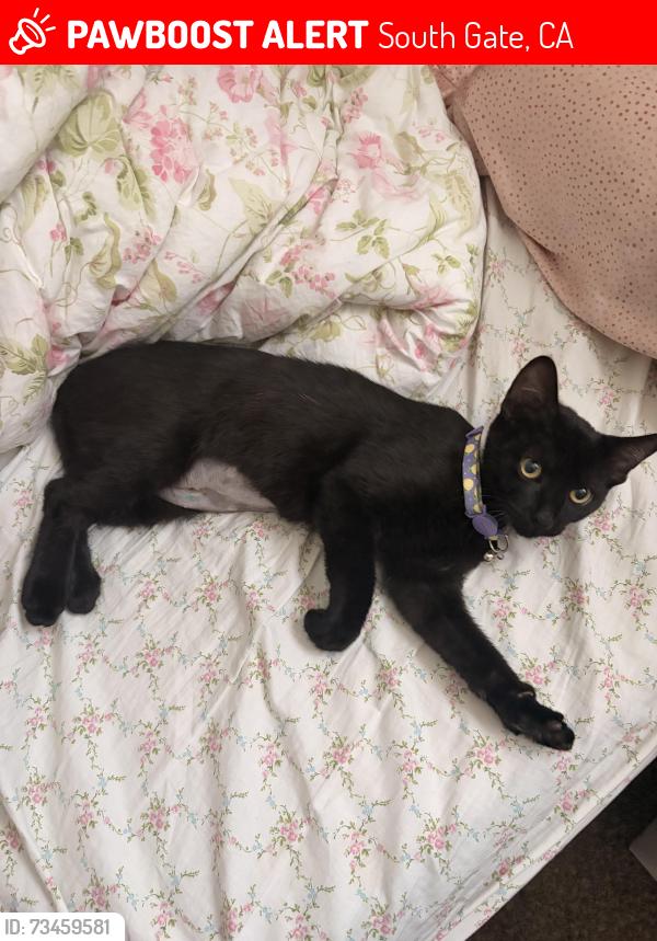 Lost Female Cat last seen Near San Jose Ave South Gate CA, South Gate, CA 90280