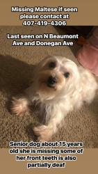 Reunited Female Dog last seen N Beaumont ave and donegan ave, Kissimmee, FL 34741