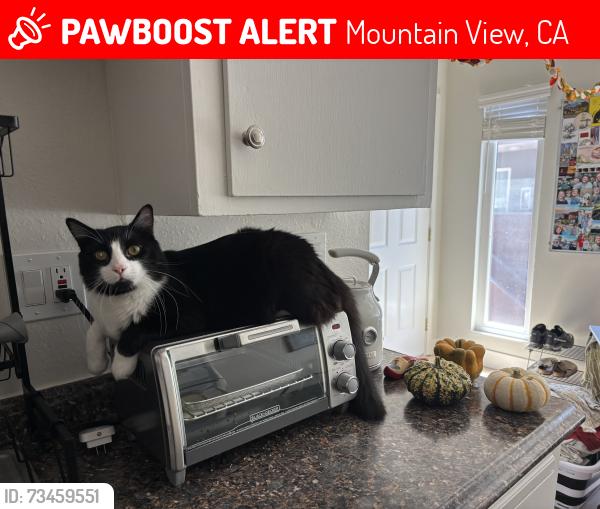 Lost Male Cat last seen Rock Street and Rengstorff, Mountain View, CA 94043