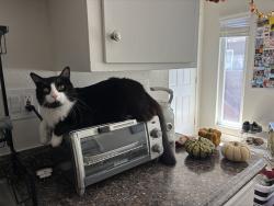 Lost Male Cat last seen Rock Street and Rengstorff, Mountain View, CA 94043
