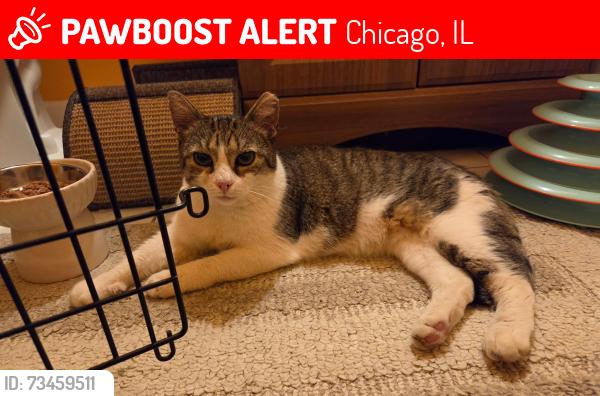 Lost Female Cat last seen Potomac & Homan, Chicago, IL 60651
