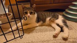 Lost Female Cat last seen Potomac & Homan, Chicago, IL 60651