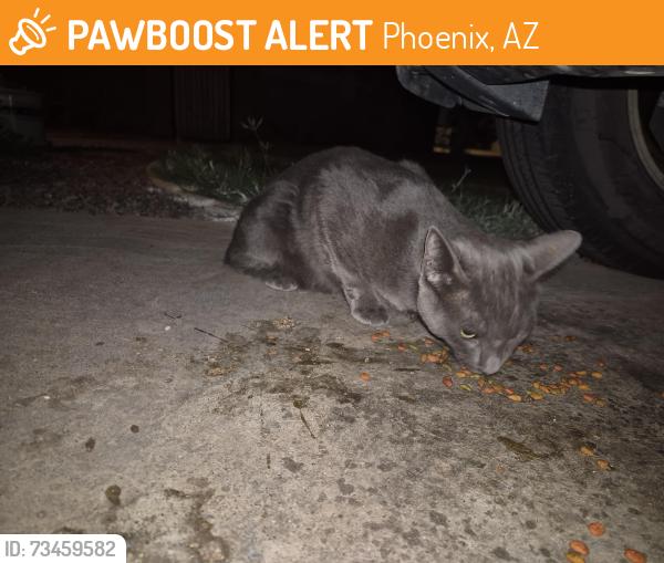 Found/Stray Unknown Cat last seen 31st St and E McKinley, Phoenix, AZ 85008