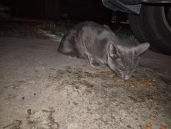 Found/Stray Unknown Cat last seen 31st St and E McKinley, Phoenix, AZ 85008