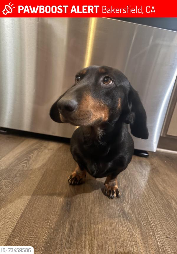 Lost Male Dog last seen Belle terrace park, Bakersfield, CA 93307