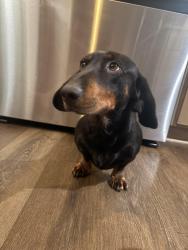 Lost Male Dog last seen Belle terrace park, Bakersfield, CA 93307