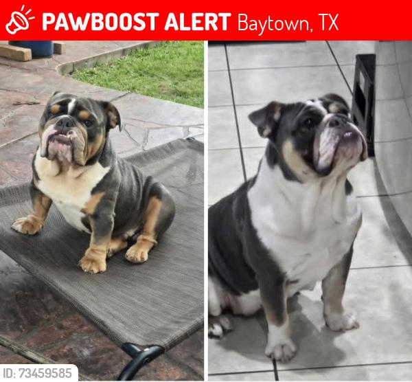 Lost Male Dog last seen Hunters Creek Ln and Needlepoint, Baytown, TX 77521