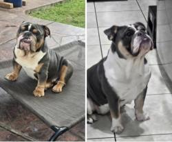Lost Male Dog last seen Hunters Creek Ln and Needlepoint, Baytown, TX 77521