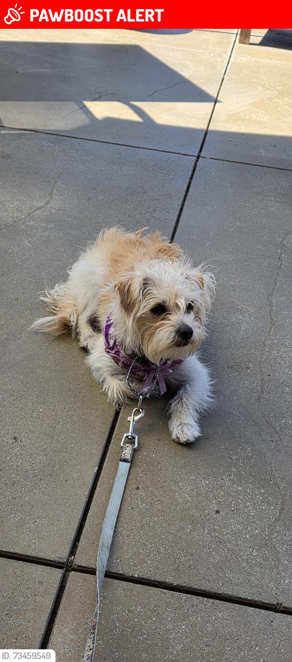 Lost Female Dog last seen Rincon Ranch Rd & So Mesa Dr, San Diego County, CA 92061