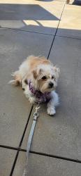 Lost Female Dog last seen Rincon Ranch Rd & So Mesa Dr, San Diego County, CA 92061