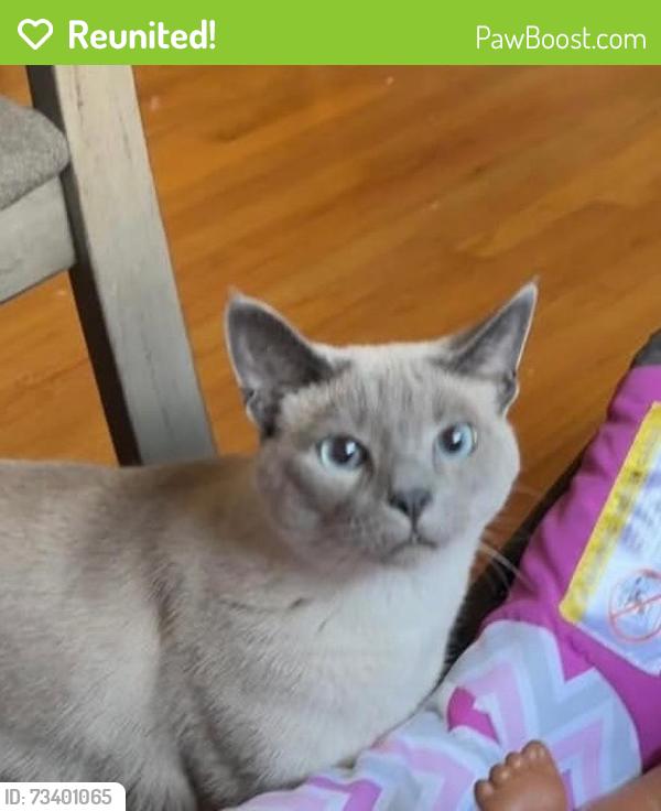 Reunited Male Cat last seen 98th and Oklahoma, Milwaukee, WI 53227
