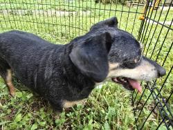 Reunited Male Dog last seen Near Seashell Ct, Seabrook, TX 77586, USA, Seabrook, TX 77586