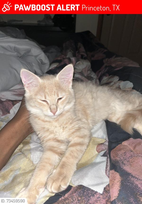 Lost Female Cat last seen In the alley, Princeton, TX 75407