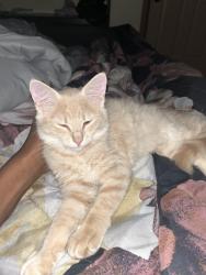 Lost Female Cat last seen In the alley, Princeton, TX 75407