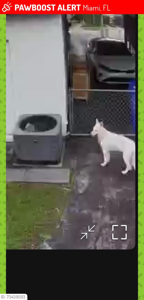 Lost Female Dog last seen Near nw 41st Miami fl 33127, Miami, FL 33127
