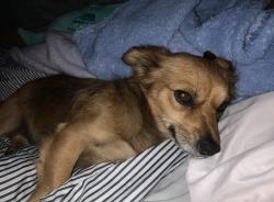 Reunited Male Dog last seen El dorado street or California streeet, Stockton, CA 95204
