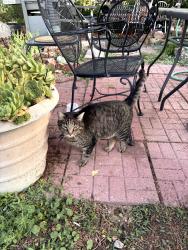 Lost Male Cat last seen S. Irving Street and Colorado ave, Denver, CO 80219