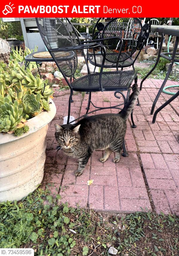 Lost Male Cat last seen S. Irving Street and Colorado ave, Denver, CO 80219