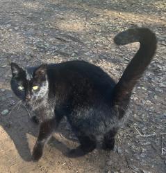 Lost Female Cat last seen Park Ave and Maple Ave, Forestville, CA 95436