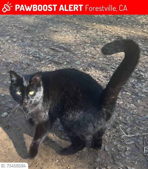 Lost Female Cat last seen Park Ave and Maple Ave, Forestville, CA 95436