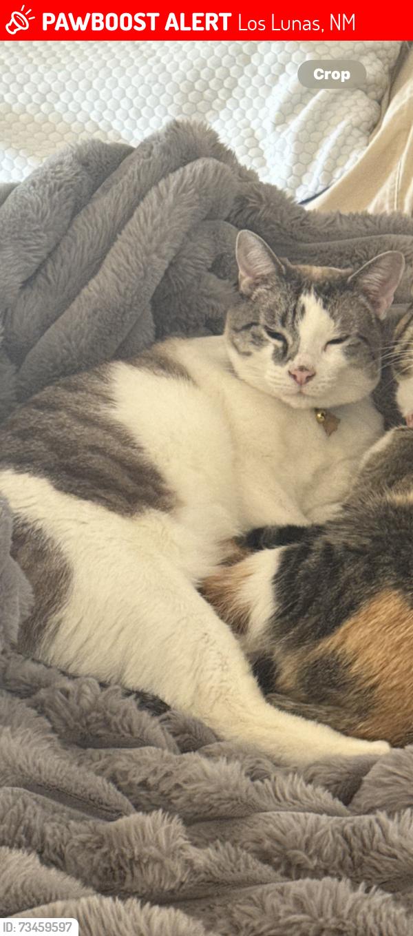 Lost Male Cat last seen West huning ranch Loop and Sundance, Los Lunas, NM 87031
