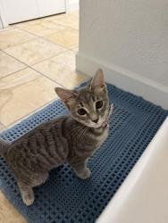 Found/Stray Female Cat last seen West Utica and Ryan Rd, Shelby Township, MI 48317