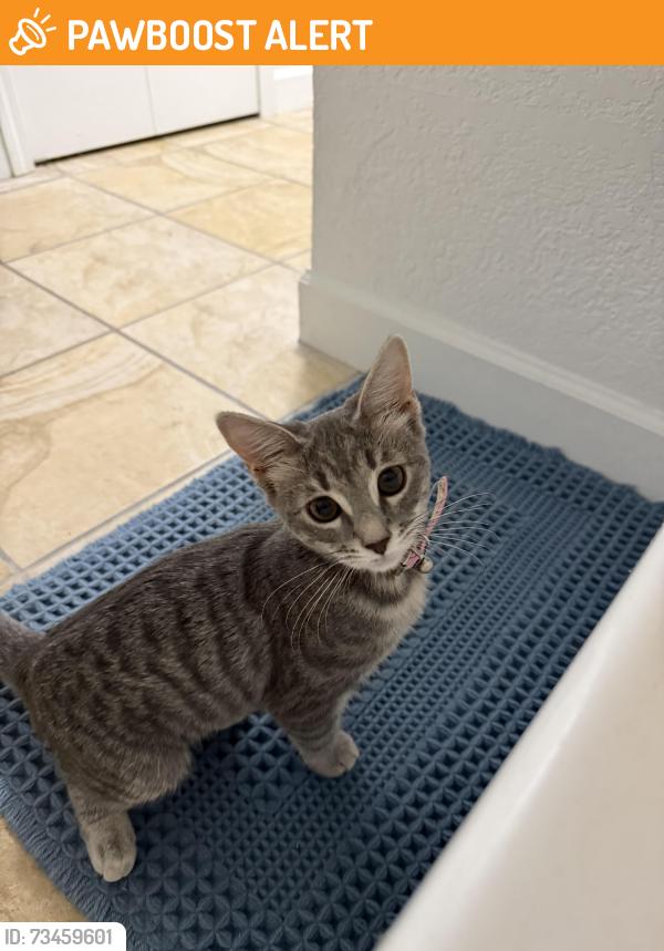 Found/Stray Female Cat last seen West Utica and Ryan Rd, Shelby Township, MI 48317