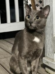 Found/Stray Male Cat last seen Sheridan, Paterson, NJ 07502