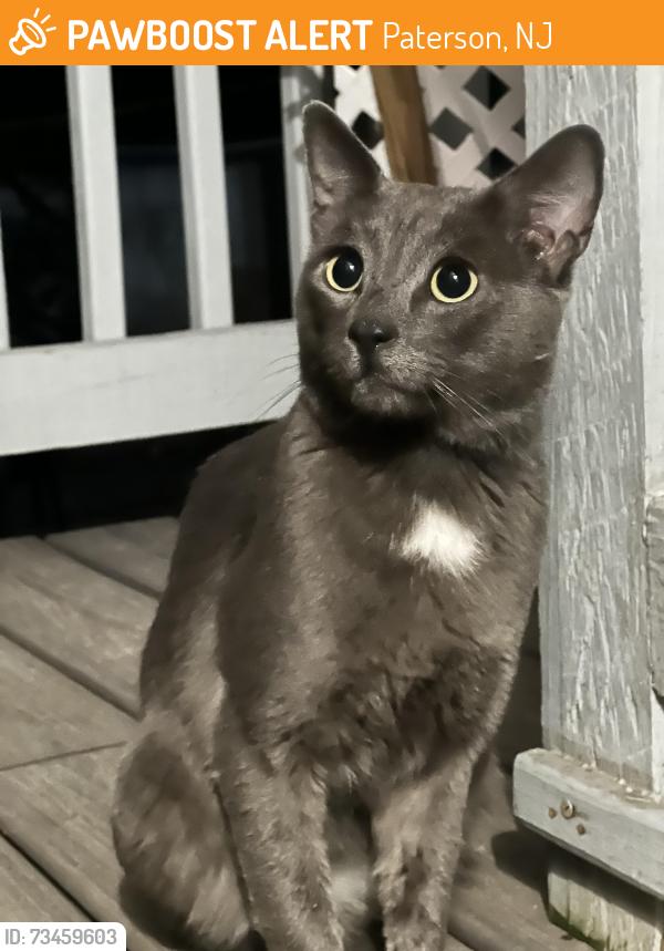 Found/Stray Male Cat last seen Sheridan, Paterson, NJ 07502