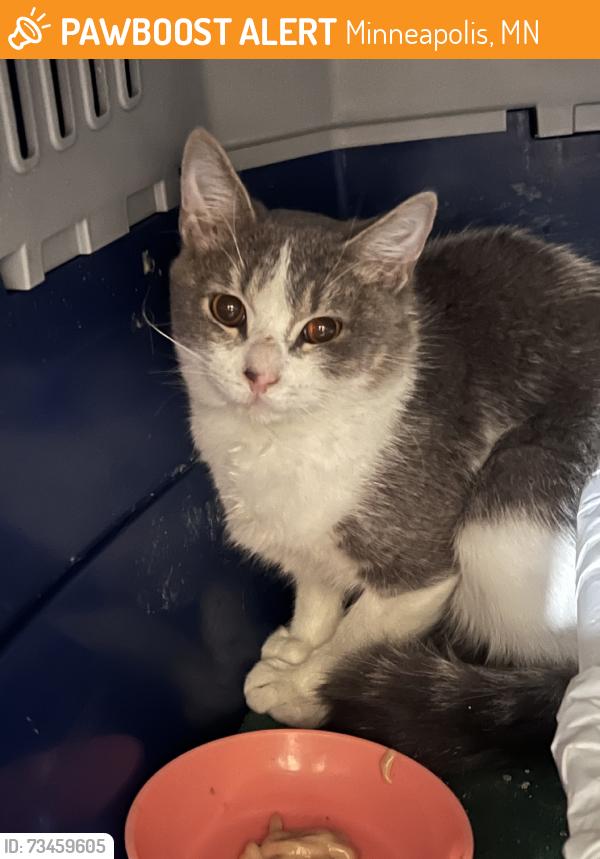 Found/Stray Unknown Cat last seen 93rd Ave N and Regent Ave, Minneapolis, MN 55443