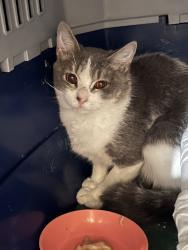 Found/Stray Unknown Cat last seen 93rd Ave N and Regent Ave, Minneapolis, MN 55443