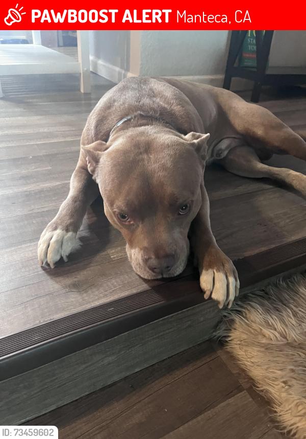Lost Male Dog last seen Louise Ave, Manteca, CA 95336