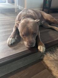 Lost Male Dog last seen Louise Ave, Manteca, CA 95336