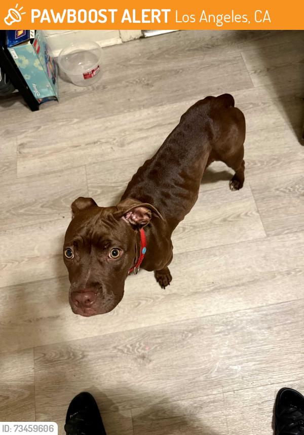 Found/Stray Female Dog last seen Near police station, Los Angeles, CA 90003