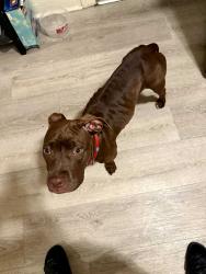 Found/Stray Female Dog last seen Near police station, Los Angeles, CA 90003