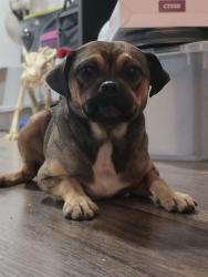 Found/Stray Male Dog last seen talbert and goldenwest, huntington beach central park library, parking lot behind a fence, Huntington Beach, CA 92648