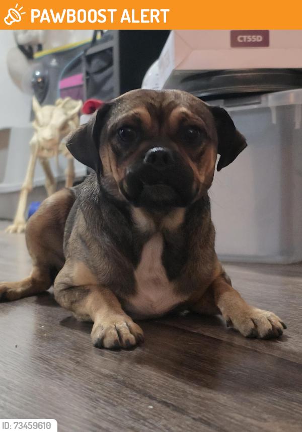 Found/Stray Male Dog last seen talbert and goldenwest, huntington beach central park library, parking lot behind a fence, Huntington Beach, CA 92648