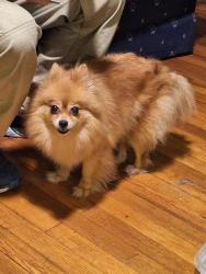 Found/Stray Unknown Dog last seen Justice St, Hendersonville NC., Hendersonville, NC 28739