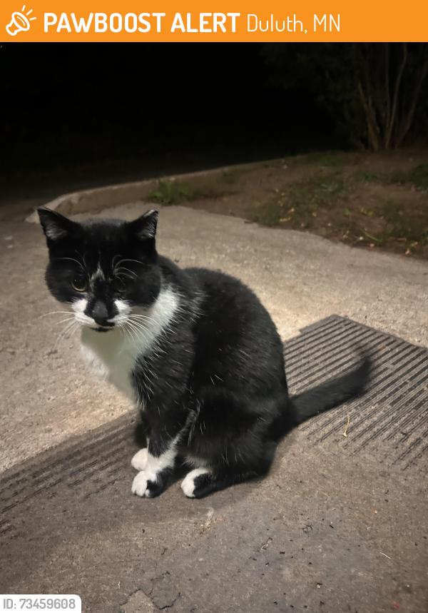 Found/Stray Unknown Cat last seen 1st and 14th near the Devonshire apmt building, Duluth, MN 55805