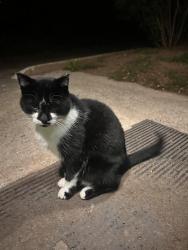 Found/Stray Unknown Cat last seen 1st and 14th near the Devonshire apmt building, Duluth, MN 55805