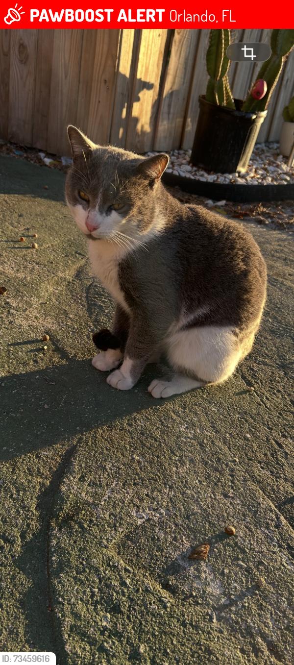 Lost Male Cat last seen Pine castle Orlando fl, Orlando, FL 32809