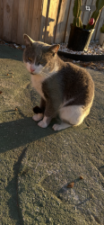 Lost Male Cat last seen Pine castle Orlando fl, Orlando, FL 32809