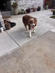 Reunited Male Dog last seen Blue mountain and mt Frazier, San Jose, CA 95127