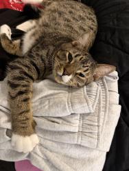 Lost Male Cat last seen Burlington golf course, Burlington, WA 98233