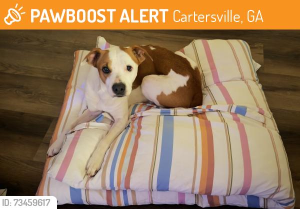 Found/Stray Female Dog last seen Highway 61, Cartersville, GA 30120