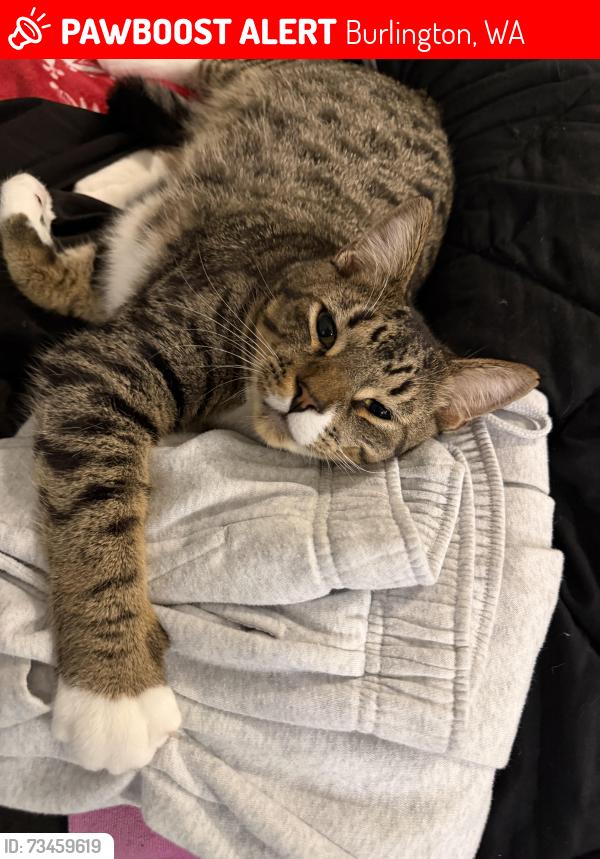 Lost Male Cat last seen Burlington golf course, Burlington, WA 98233
